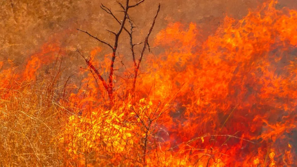 bush-fires-1024x576