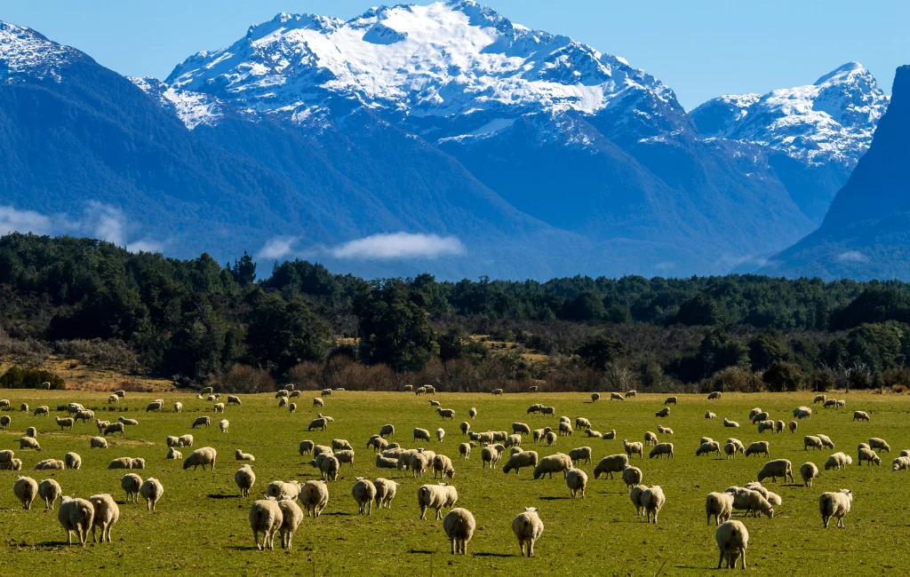 Shipping From Australia to New Zealand: What Do I Need to Know?