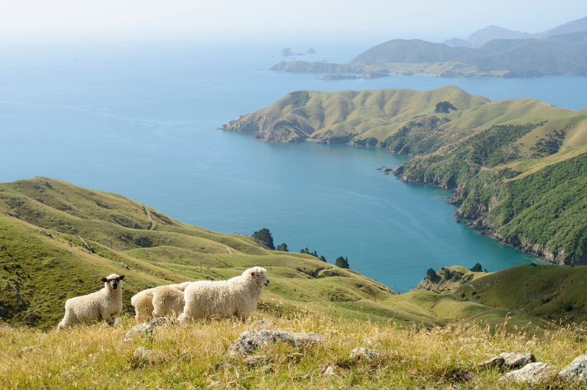 hills with sheep in new zealand
