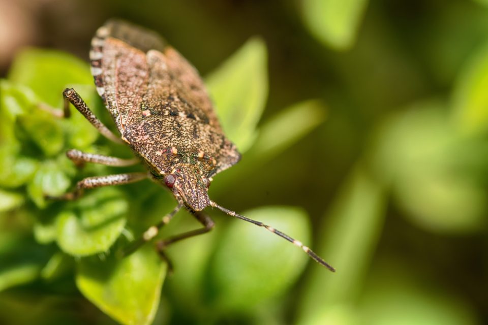 Stink,Bug